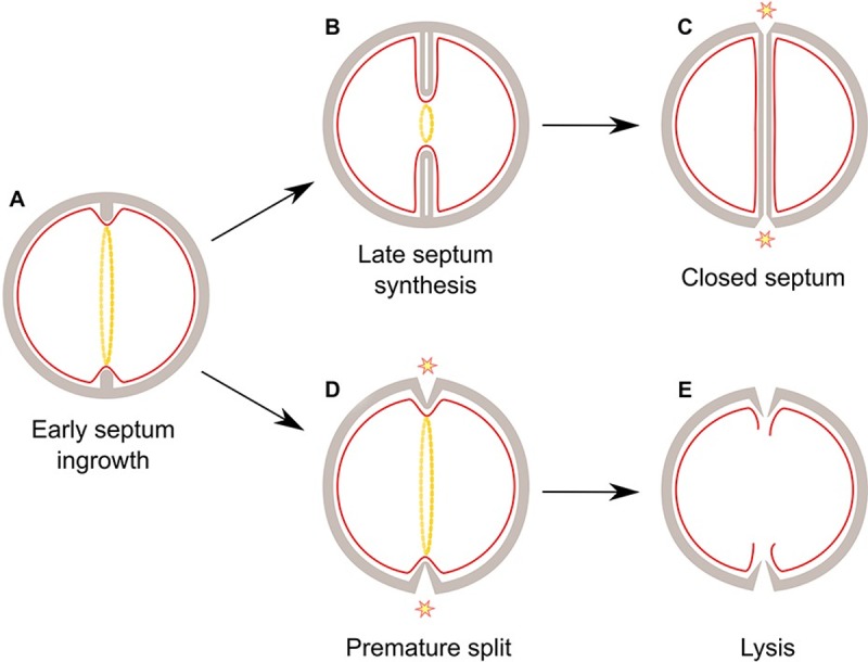 Fig 8