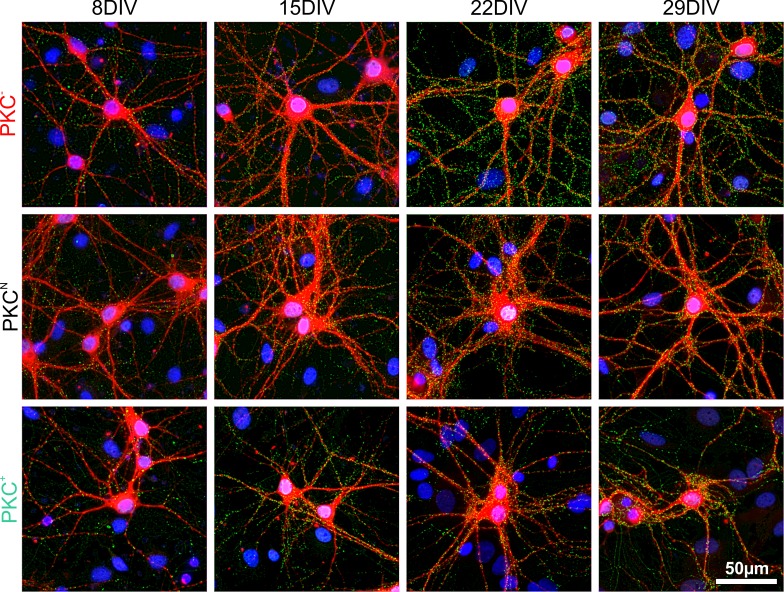 Figure 3—figure supplement 2.