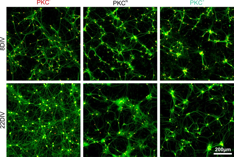 Figure 3—figure supplement 1.