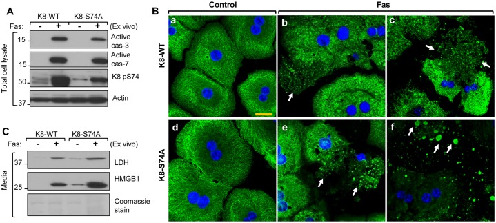 Fig. 7.