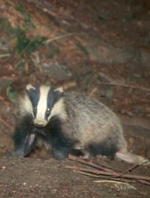 graphic file with name badger-headlights-alone-300x396.jpg