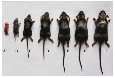 A, B, C, D, E, F and G: Developmental stages of birth, 1-week-, 2-week-, 4-week-, 6-week-, 8-week- and 12-week-old, respectively.