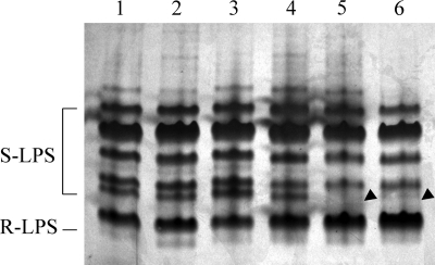 FIGURE 4.