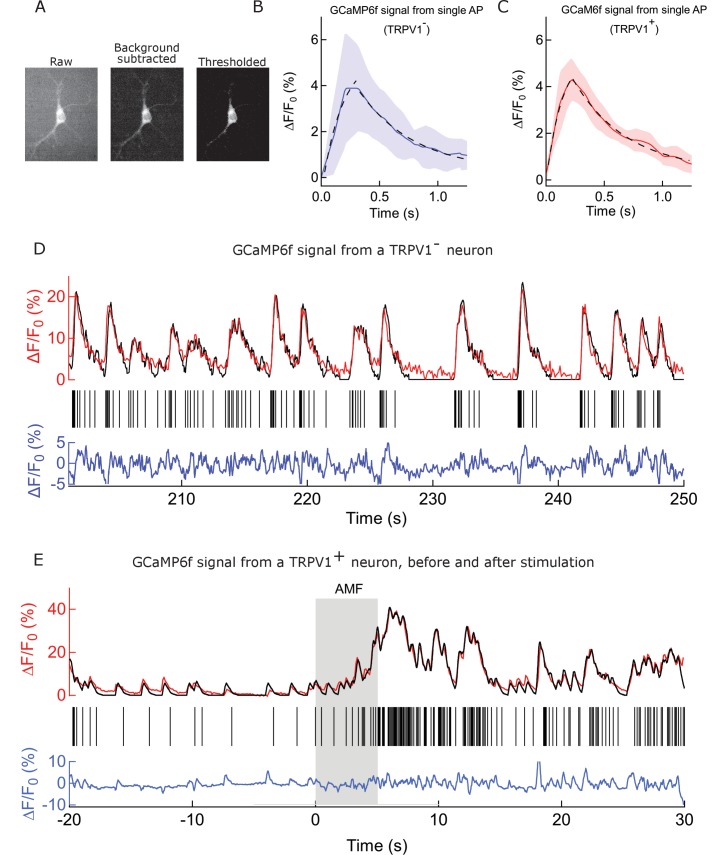 Figure 3—figure supplement 1.