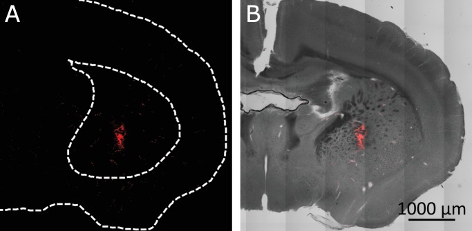 Figure 5—figure supplement 1.