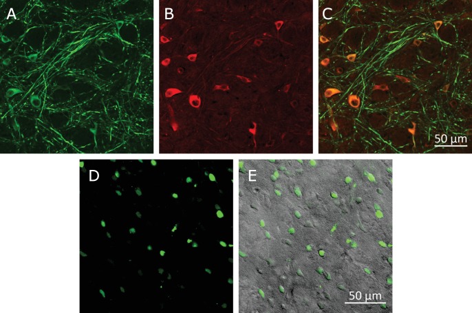 Figure 5—figure supplement 3.