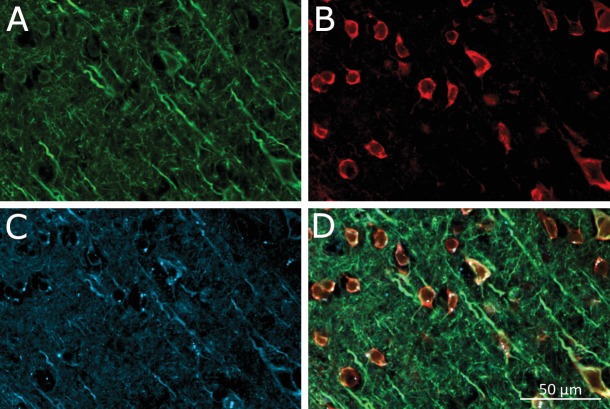 Figure 4—figure supplement 2.