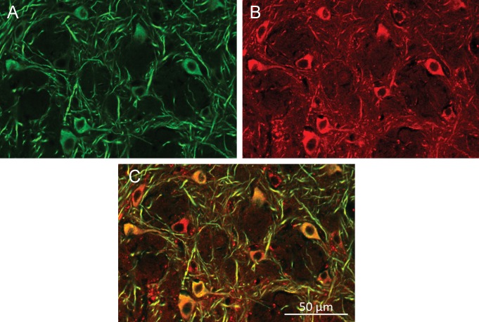 Figure 5—figure supplement 7.