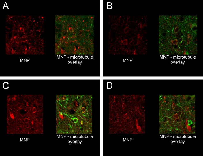 Figure 5—figure supplement 6.