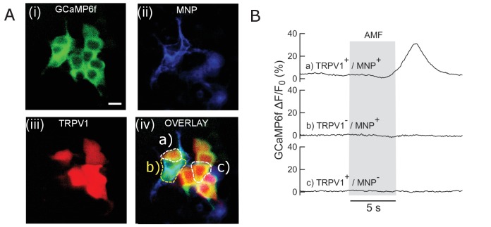 Figure 1—figure supplement 2.