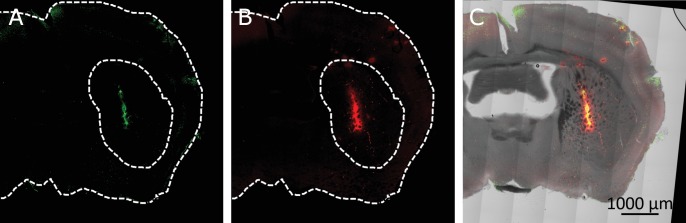 Figure 5—figure supplement 2.