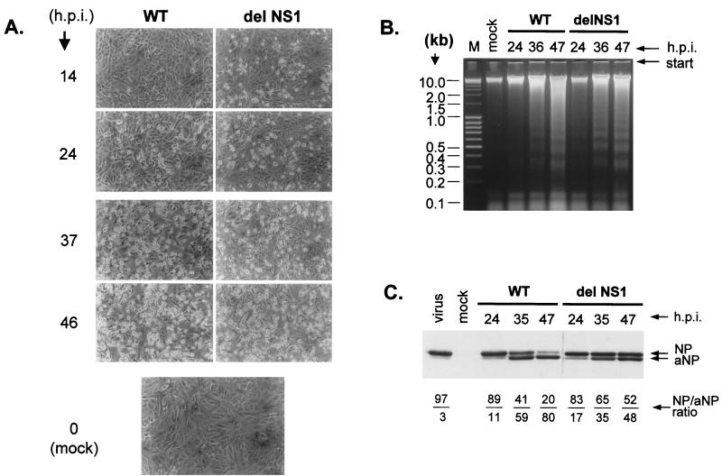 FIG. 2.