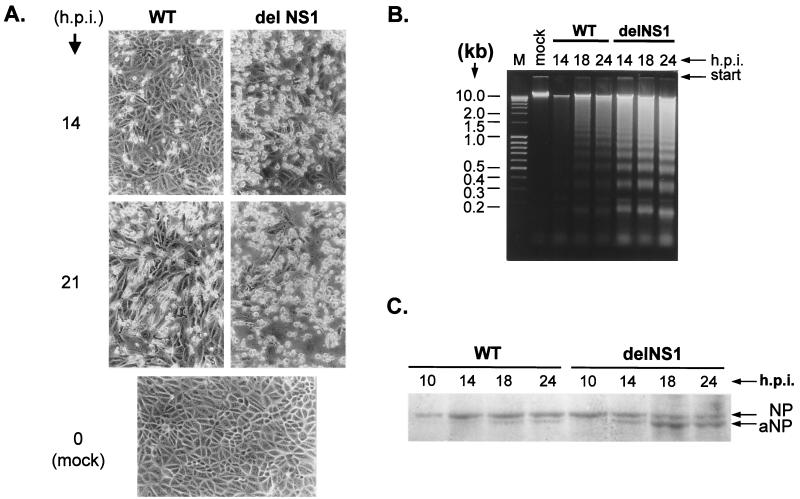 FIG. 1.