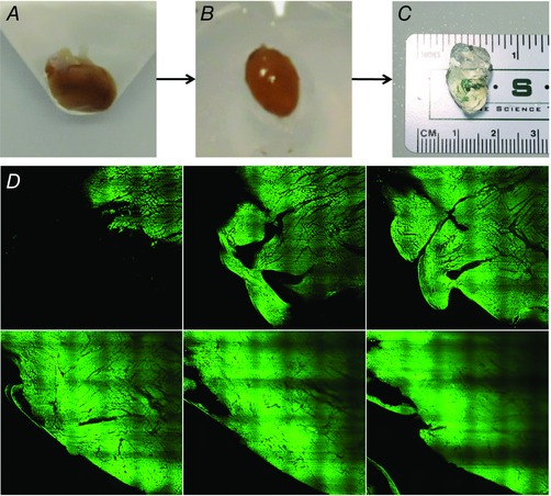 Figure 10