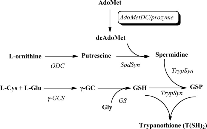 SCHEME 1.