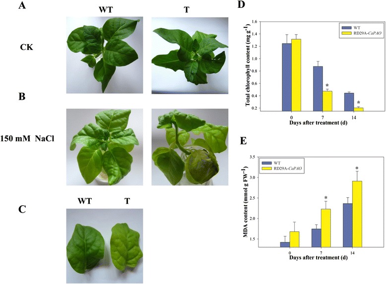 Fig. 8