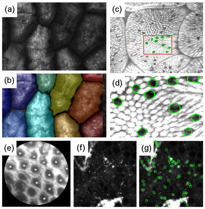 Fig. 3