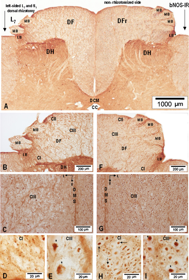 Fig. 10.