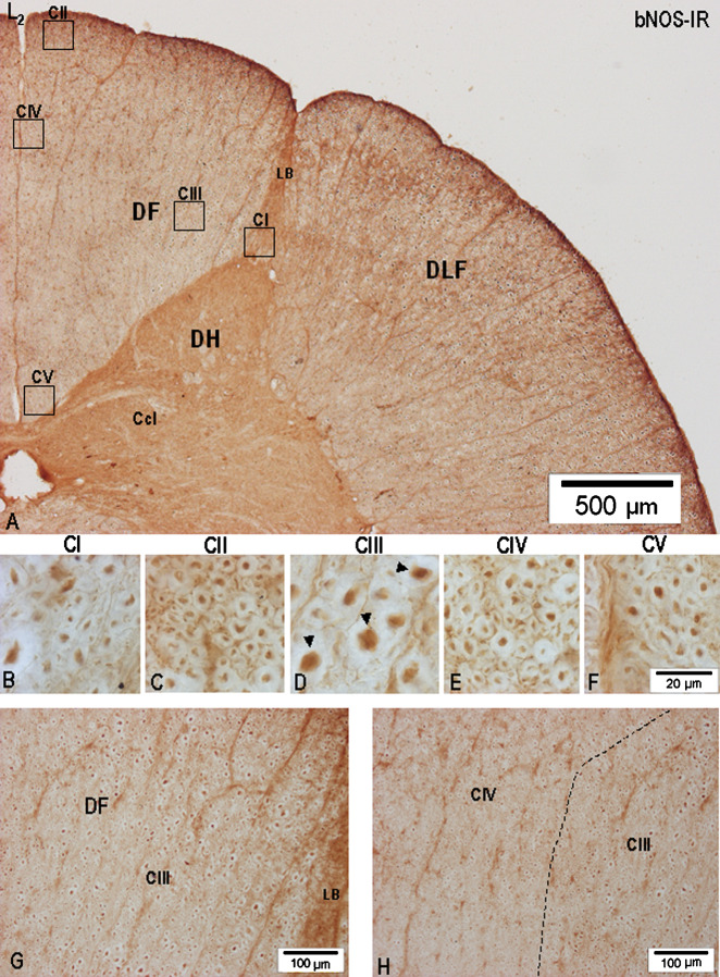 Fig. 9.