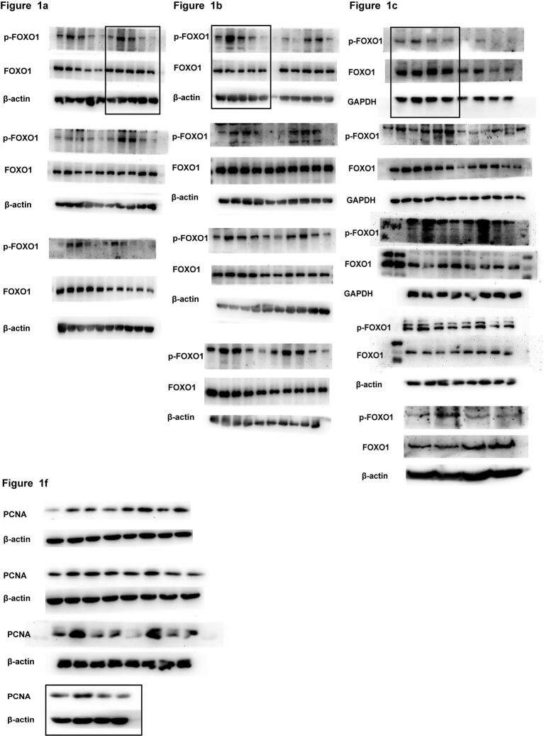 Supplementary figure 1