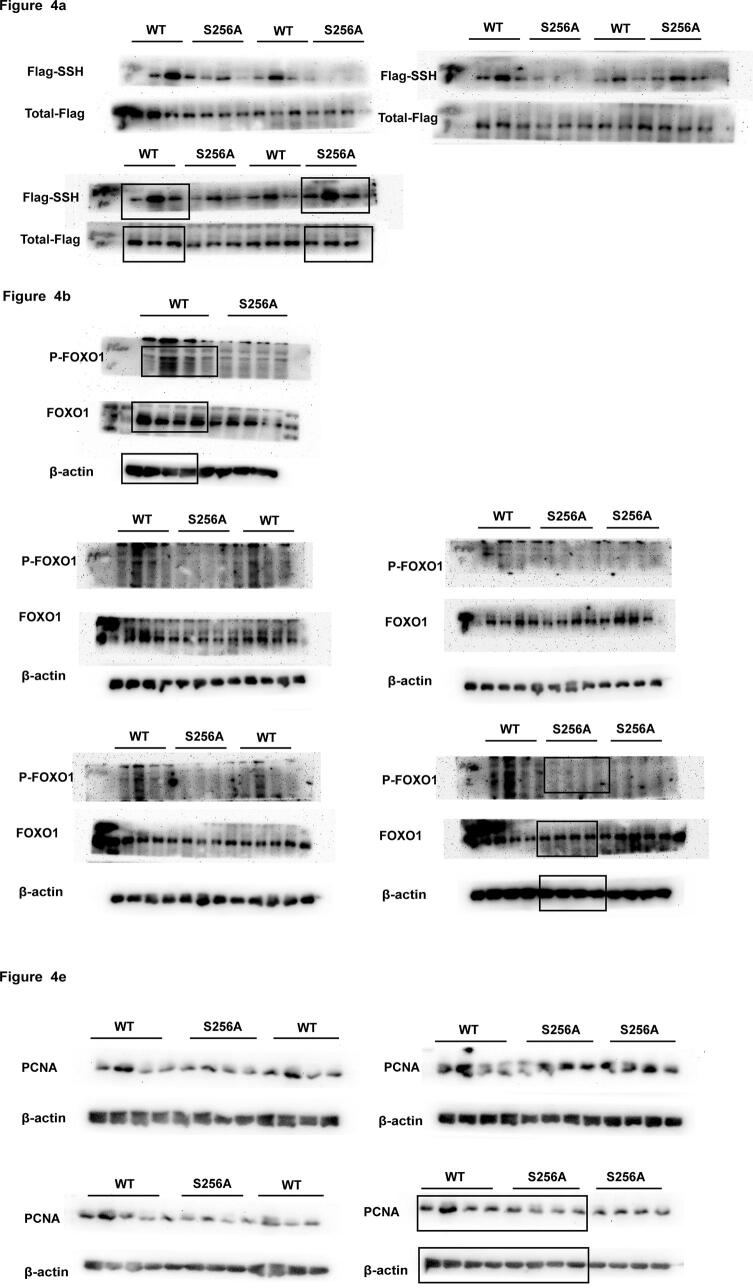 Supplementary figure 4