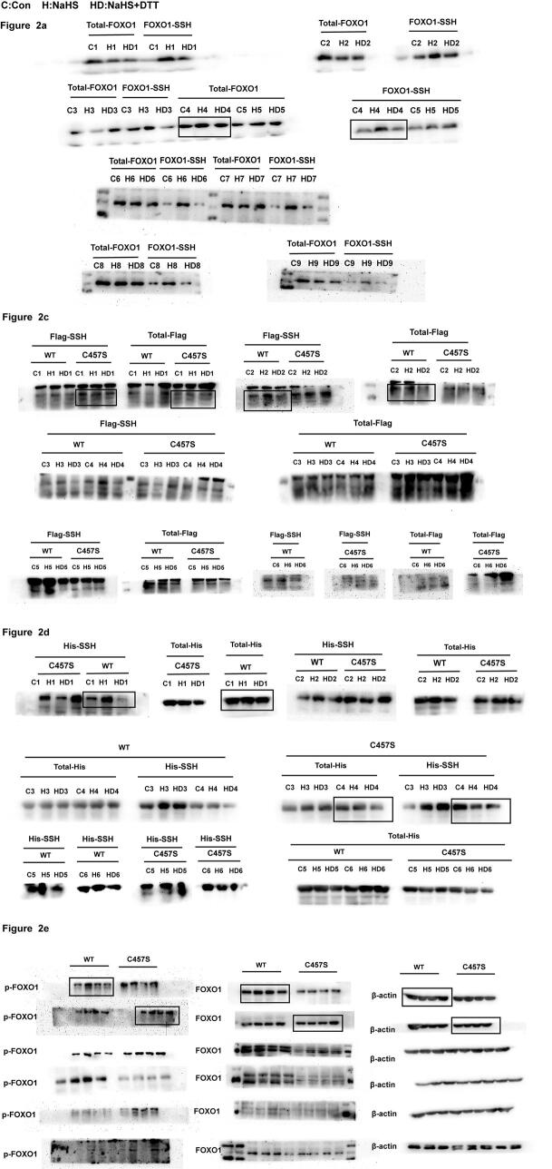 Supplementary figure 2