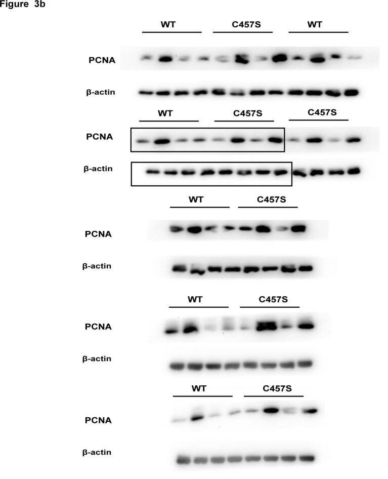 Supplementary figure 3