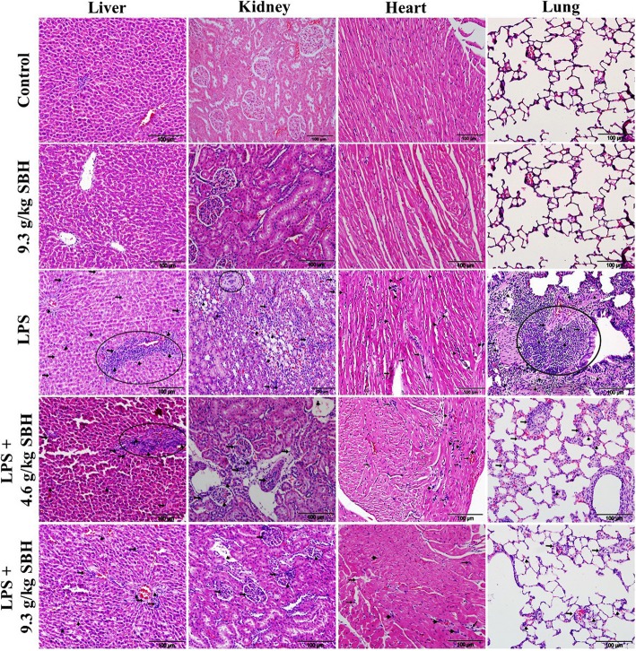 Fig. 10