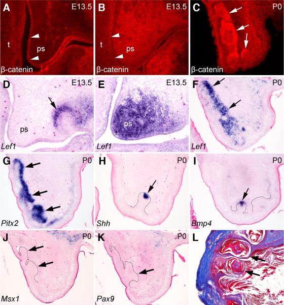 Fig. 8