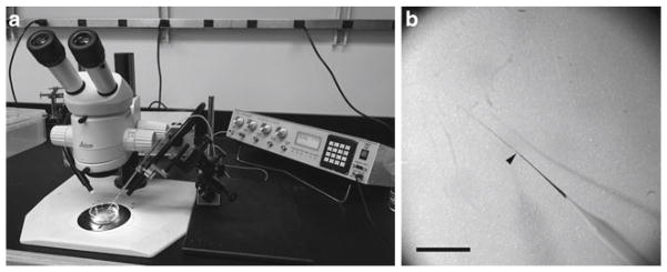 Fig. 1