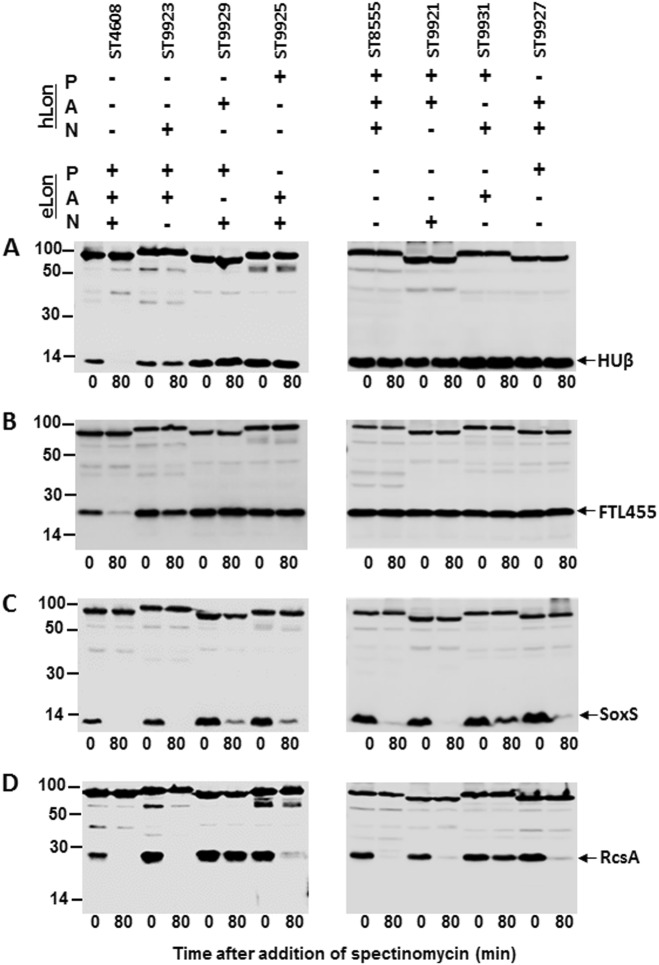 Fig. 8