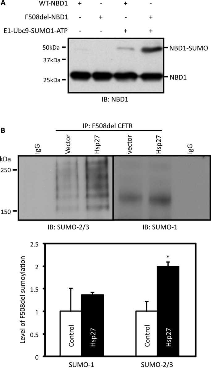 FIGURE 4: