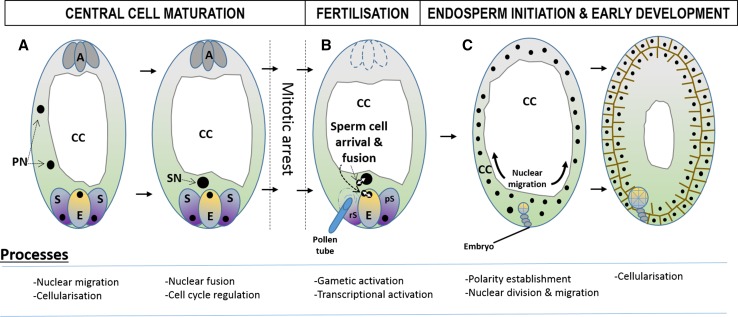 Fig. 1