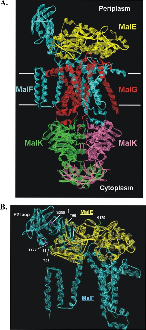 FIG. 1.