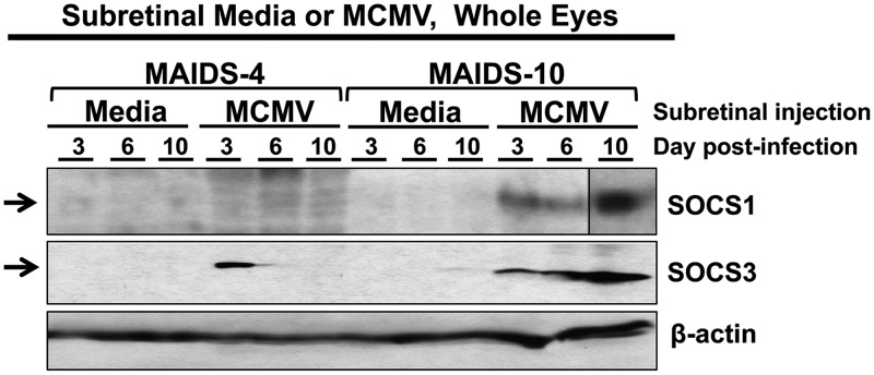 FIG 3