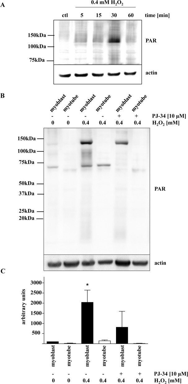 Fig 5