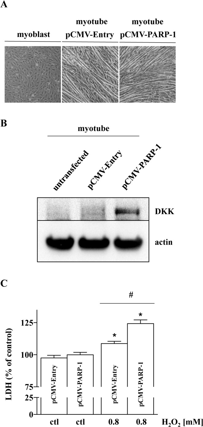 Fig 11