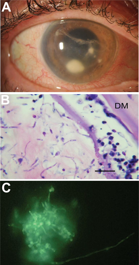 Figure 4: