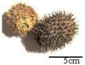 graphic file with name comparative_cytogenetics-16-2-093_article-79033__-i003.jpg