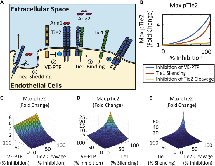 Figure 6