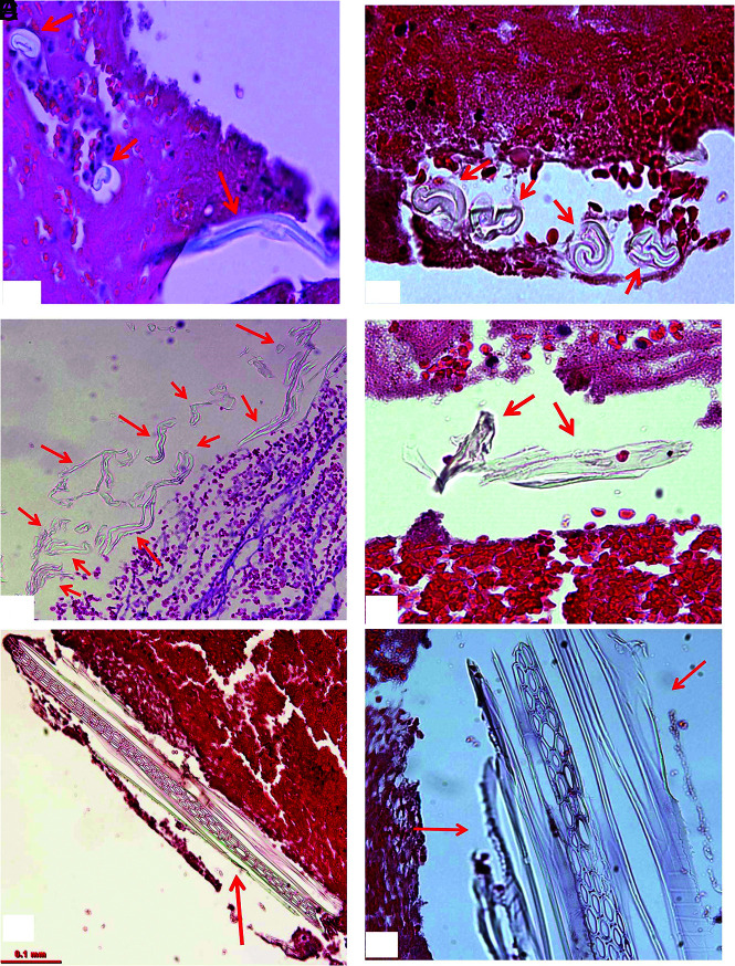 FIG 5.