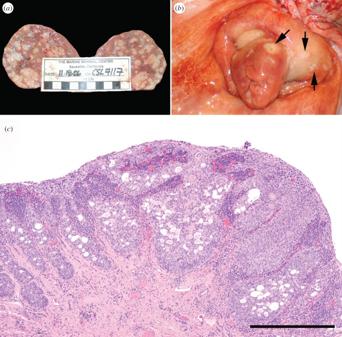 Figure 1.