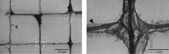 Figure 6.