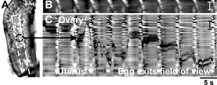 FIG. 1.