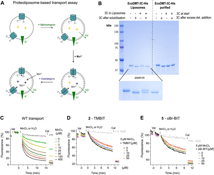 Figure 2—figure supplement 1.