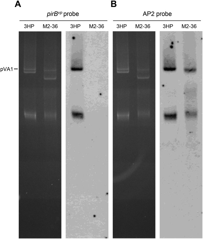 Fig. S5.