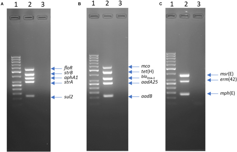 FIGURE 1