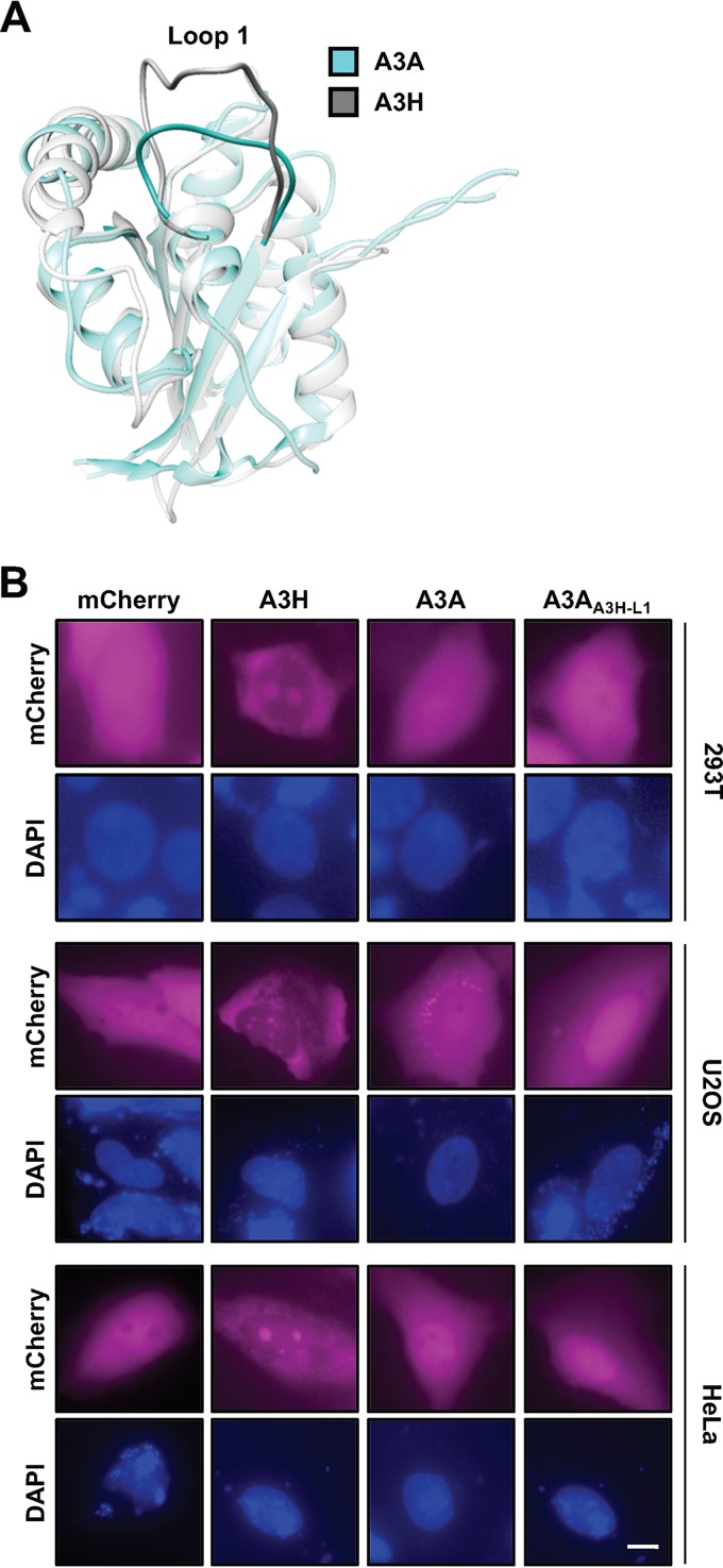 FIG 3