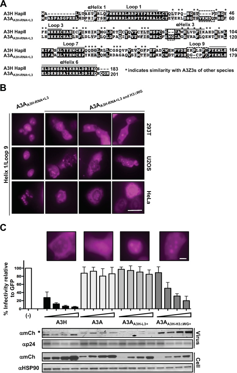 FIG 6