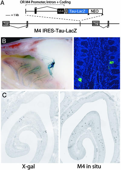 Fig. 3.